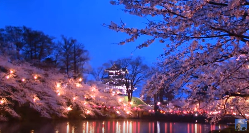 高田公園　夜桜