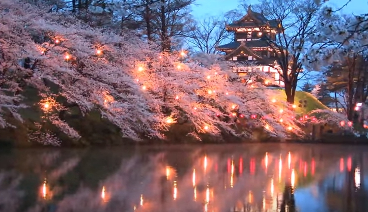 新潟県高田公園夜桜
