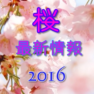 桜情報2016年