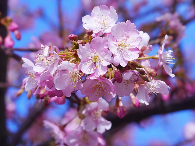 kawazu-cherry-blossom-1276546_640