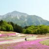 秩父芝桜祭り2016年度　羊山公園で開催！