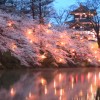 高田公園夜桜見どころ＆開花予想2016年はいつ？