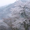 吉野山の桜の見ごろ2016年はいつ？　アクセスはどうする?