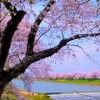 一目千本桜の場所と開花情報◇船上鑑賞も楽しめる!