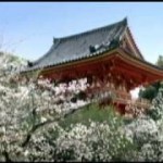 京都桜情報　2016年　京都の桜ベスト3をチェック!