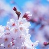 桜の種類と時期