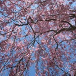 しだれ桜の名所10選と写真(無料画像)　