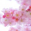 桜の種類と花言葉♪